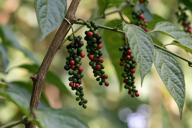 Clusters of ripening peppercorns hanging from a black pepper vine with green leaves