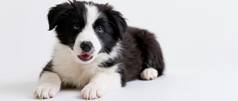 Border collie puppy lying down and looking up at camera on white background