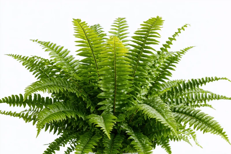 Boston fern with full arching fronds spreading outward on white background