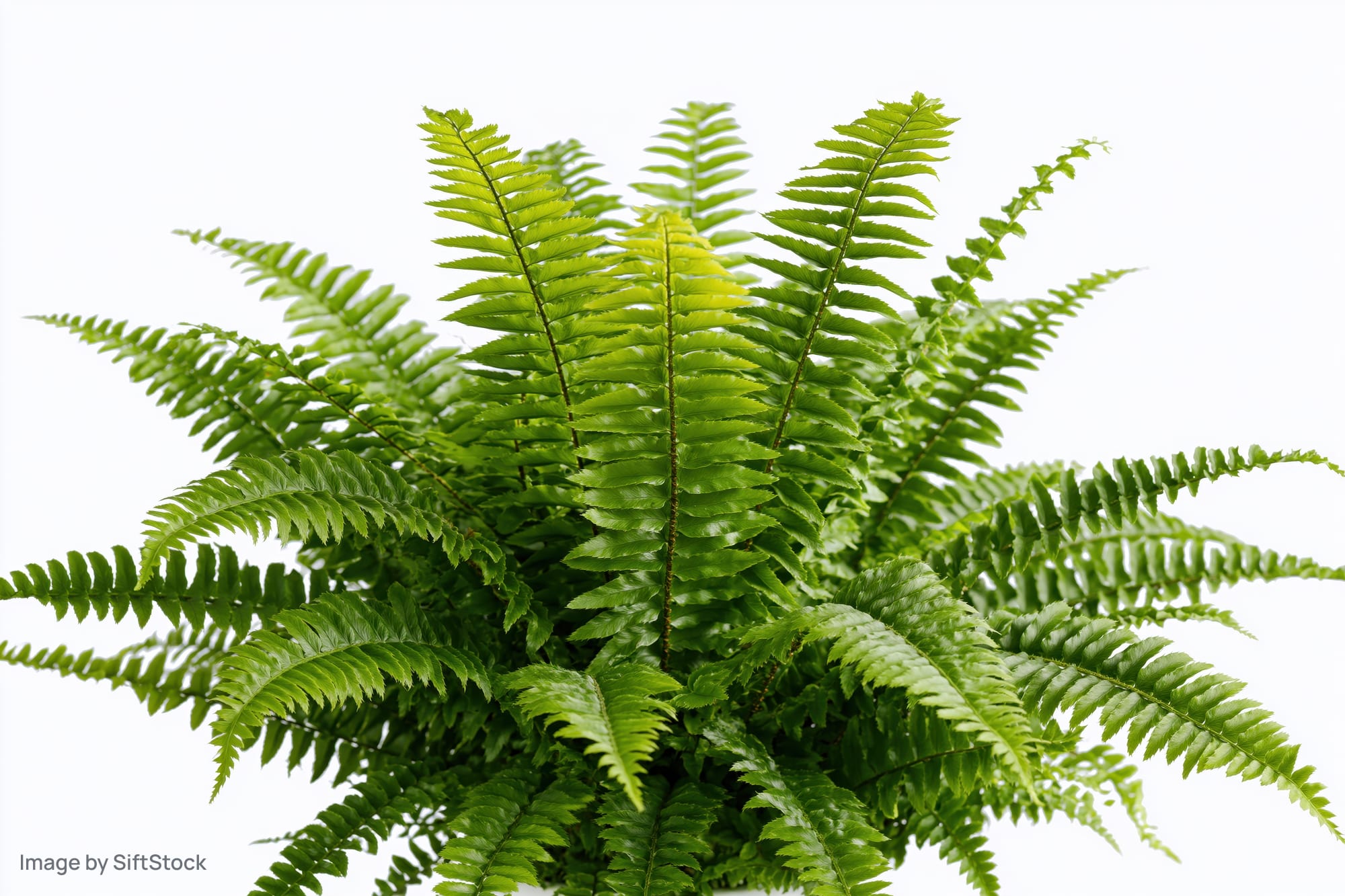 Boston fern with full arching fronds spreading outward on white background