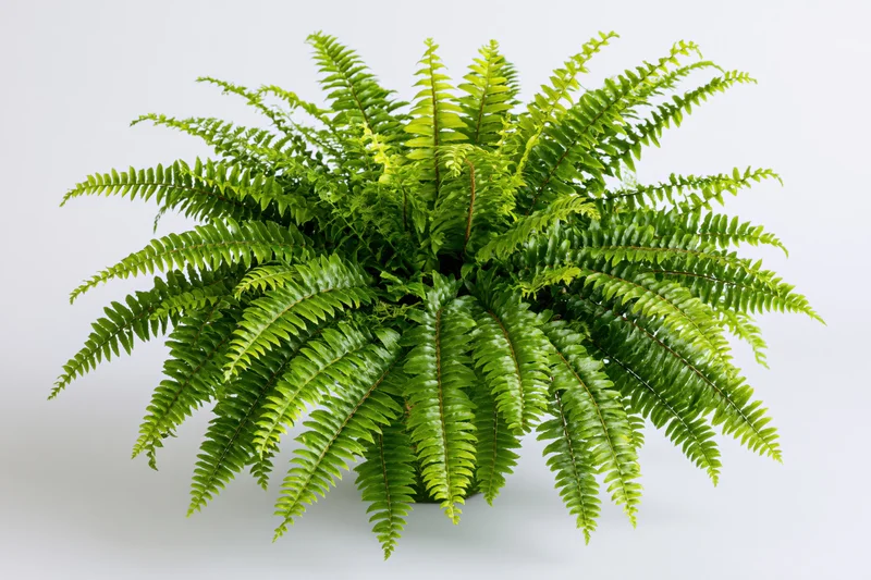 Boston fern with full arching fronds spreading outward in a pot against white background