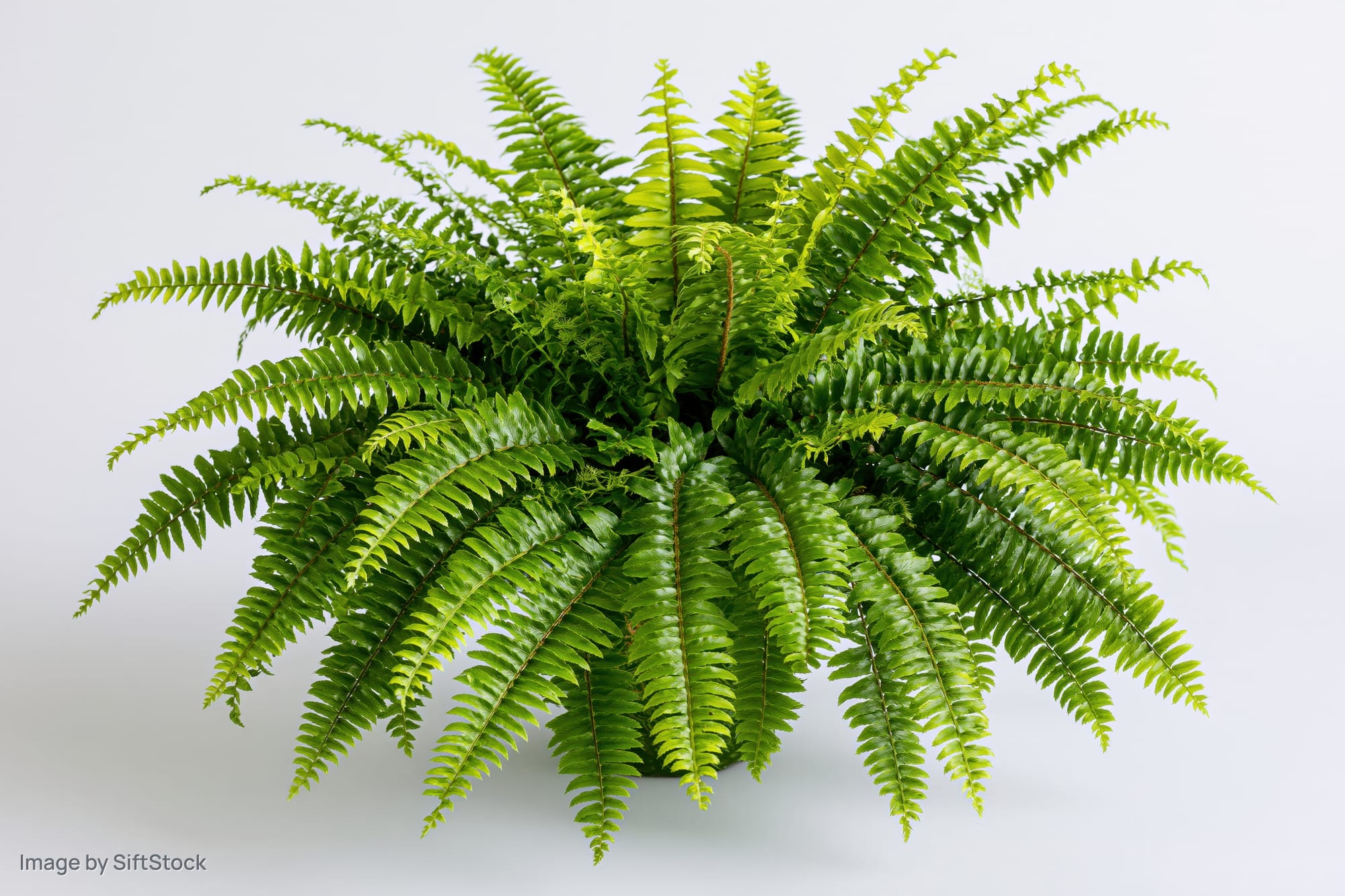 Boston fern with full arching fronds spreading outward in a pot against white background