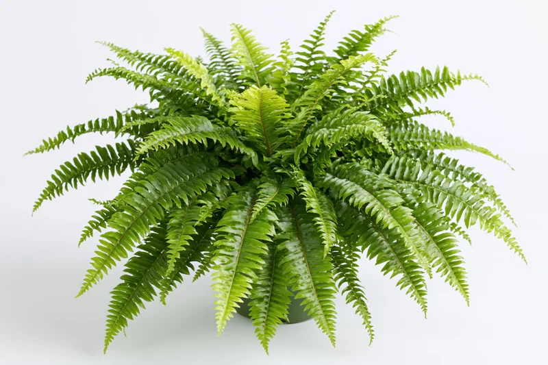 Boston fern with full arching fronds in a pot against a white background
