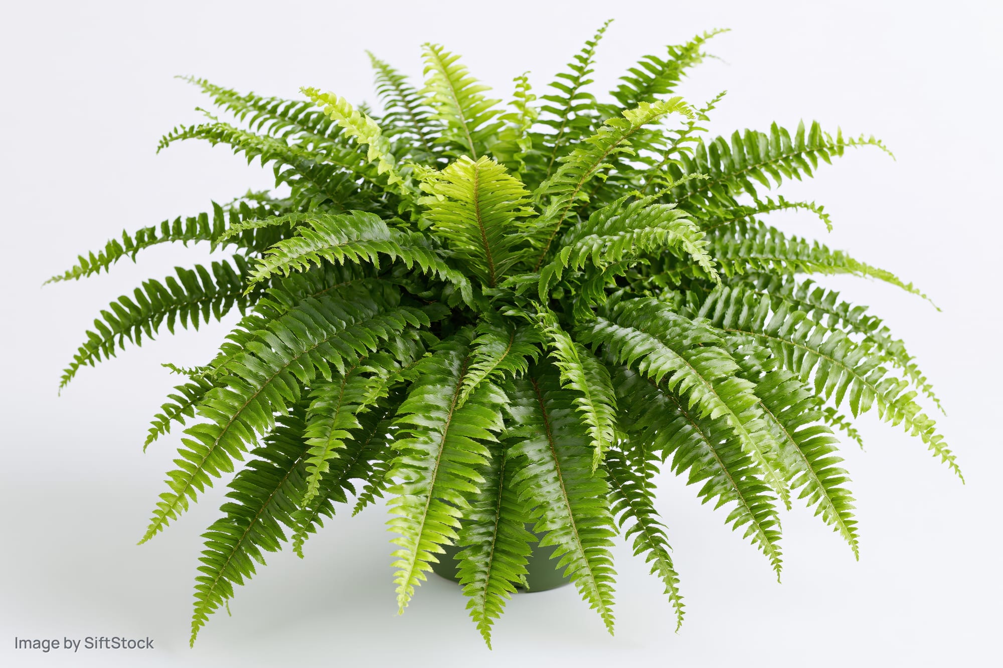Boston fern with full arching fronds in a pot against a white background