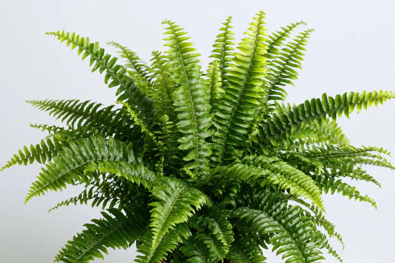 Boston fern with full arching fronds spreading outward against white background