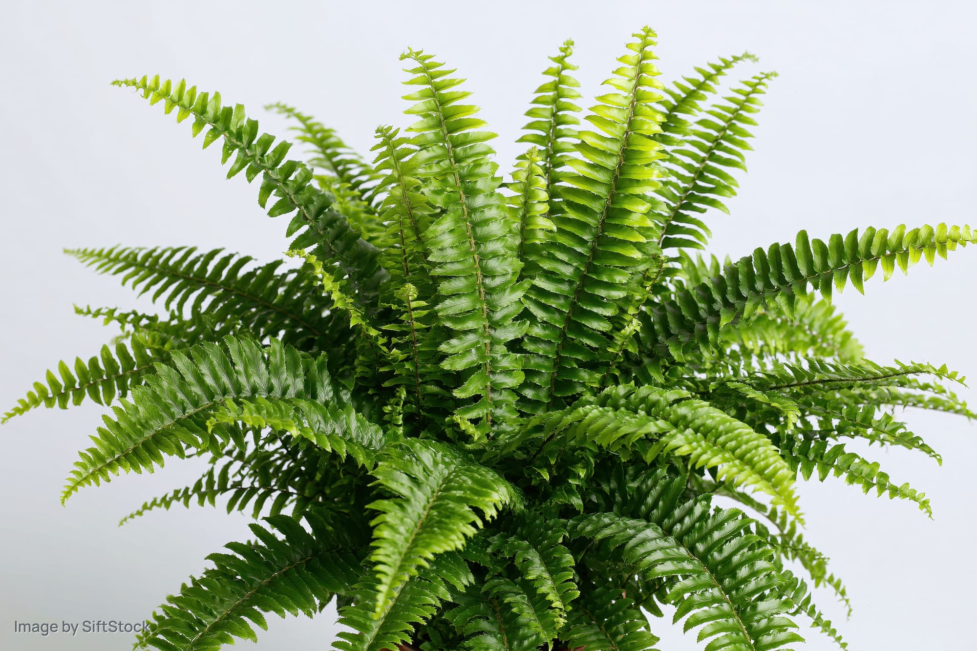 Boston fern with full arching fronds spreading outward against white background