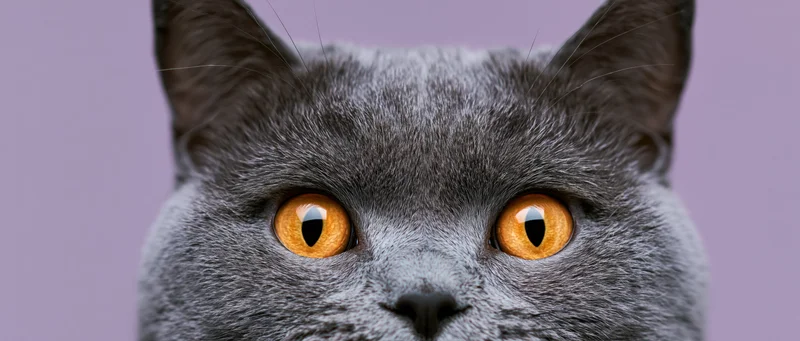 Gray british shorthair cat peeking up from bottom of frame with intense orange eyes against lavender background