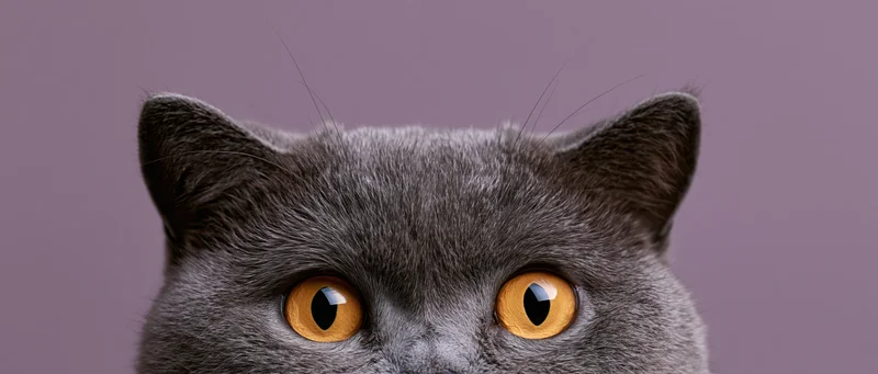 Britishshorthair cat peeking up from bottom edge of frame with bright orange eyes against purple background