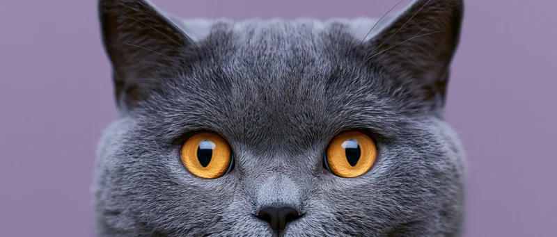 Closeup of a gray british shorthair cat with orange eyes looking directly at camera against a lavender background