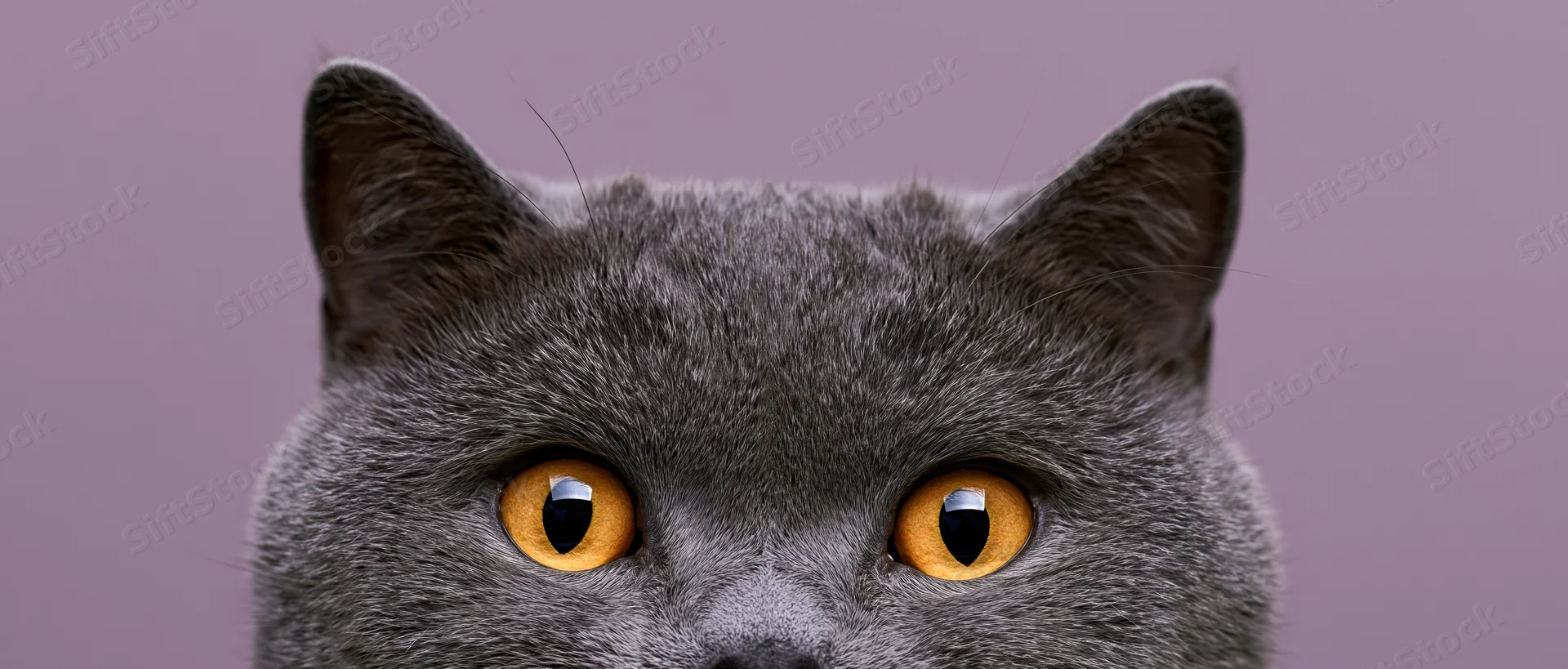 Britishshorthair cat peeking up from bottom of frame with orange eyes against lavender background
