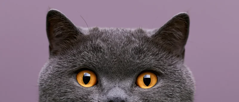 Britishshorthair cat peeking up from bottom of frame with orange eyes against lavender background