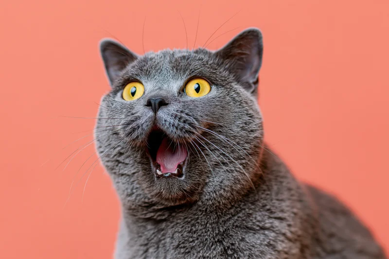 Gray british shorthair cat yawning with mouth wide open against orange background