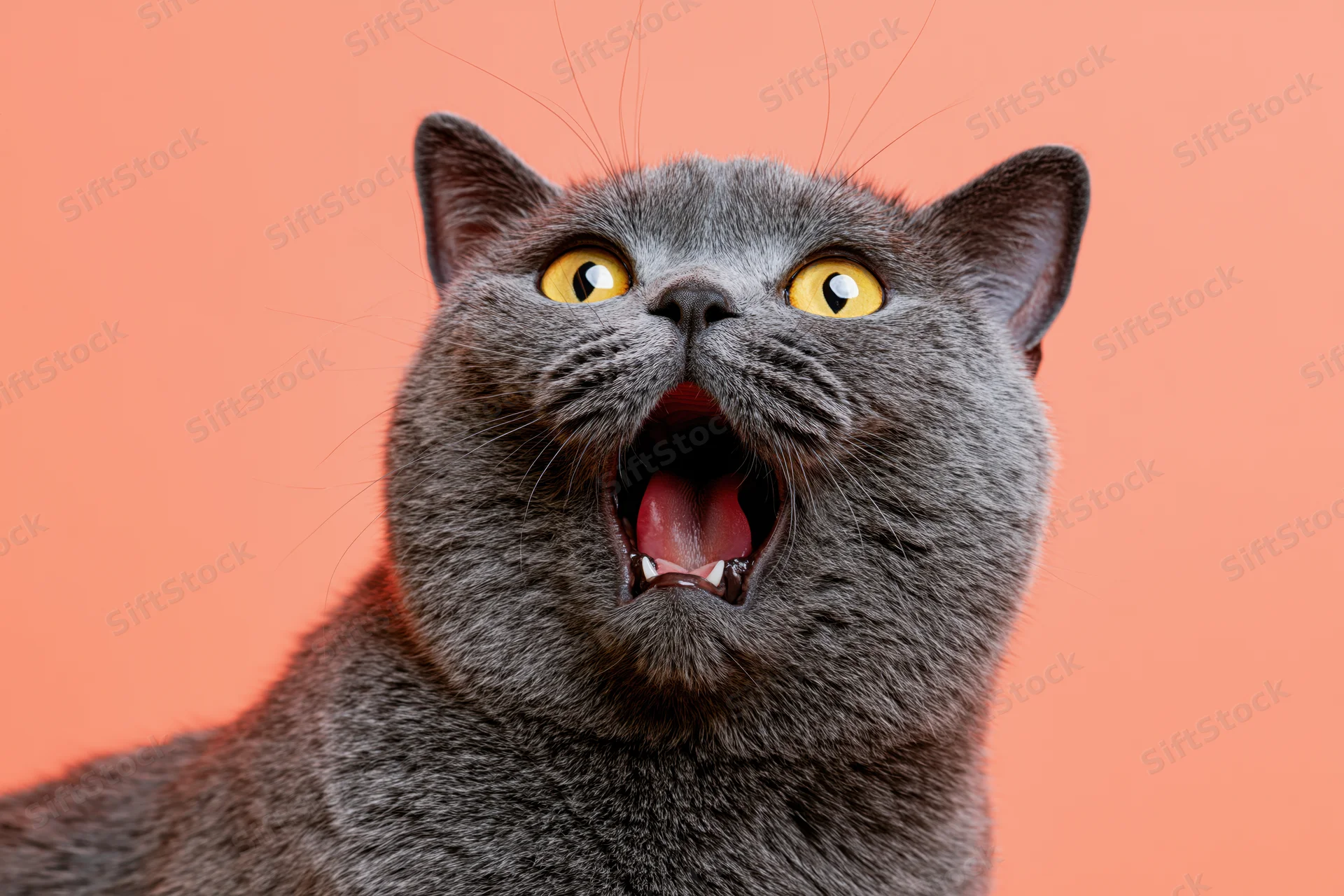 Gray british shorthair cat with wide open mouth and bright yellow eyes against orange background