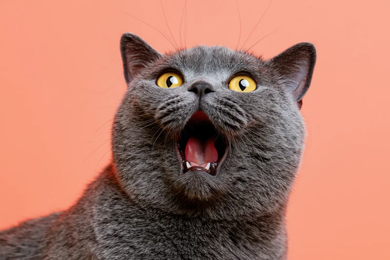 Gray british shorthair cat with wide open mouth and bright yellow eyes against orange background