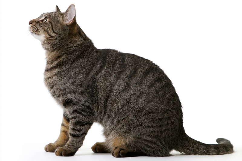Brown tabby cat sitting upright and looking up with curiosity against white background