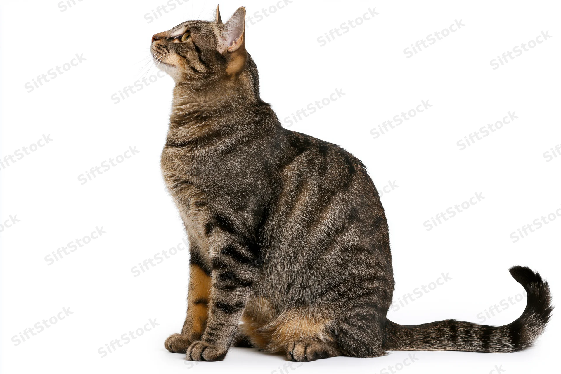 Brown tabby cat sitting upright and looking up with curiosity on white background