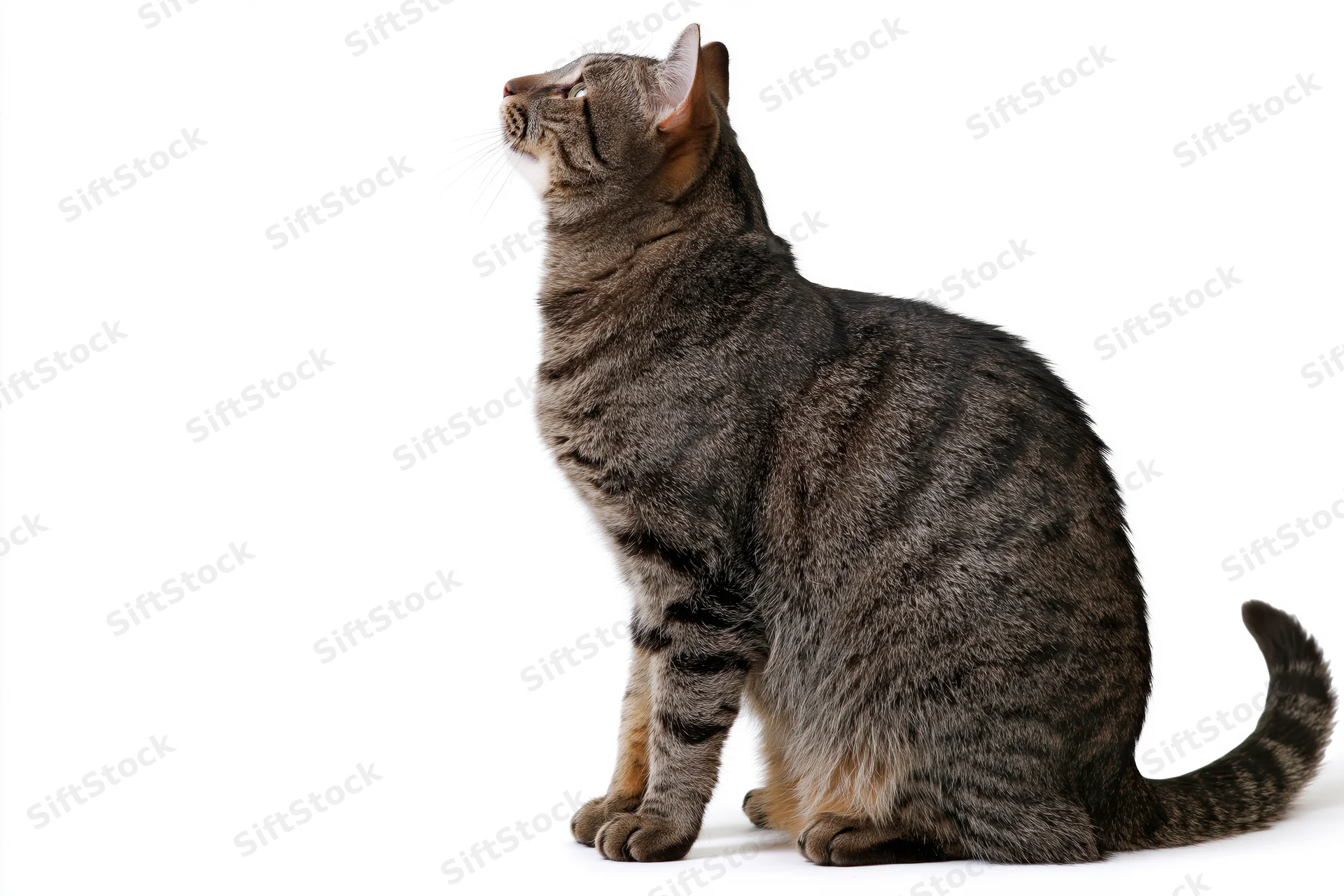 Brown tabby cat sitting upright and looking up with curiosity against white background