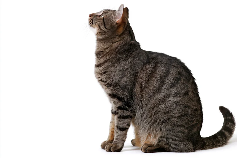 Brown tabby cat sitting upright and looking up with curiosity against white background