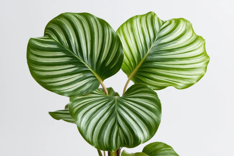Calathea orbifolia plant with three large round striped leaves against white background