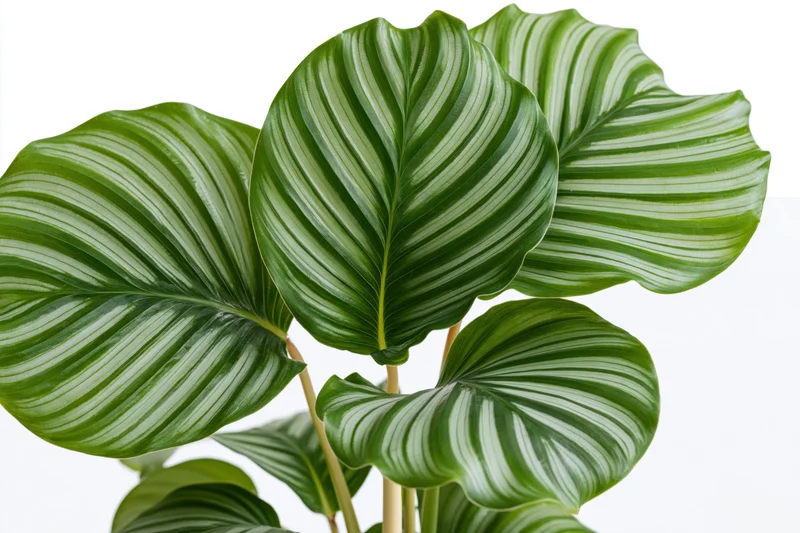 Calathea orbifolia plant with large round striped leaves against white background