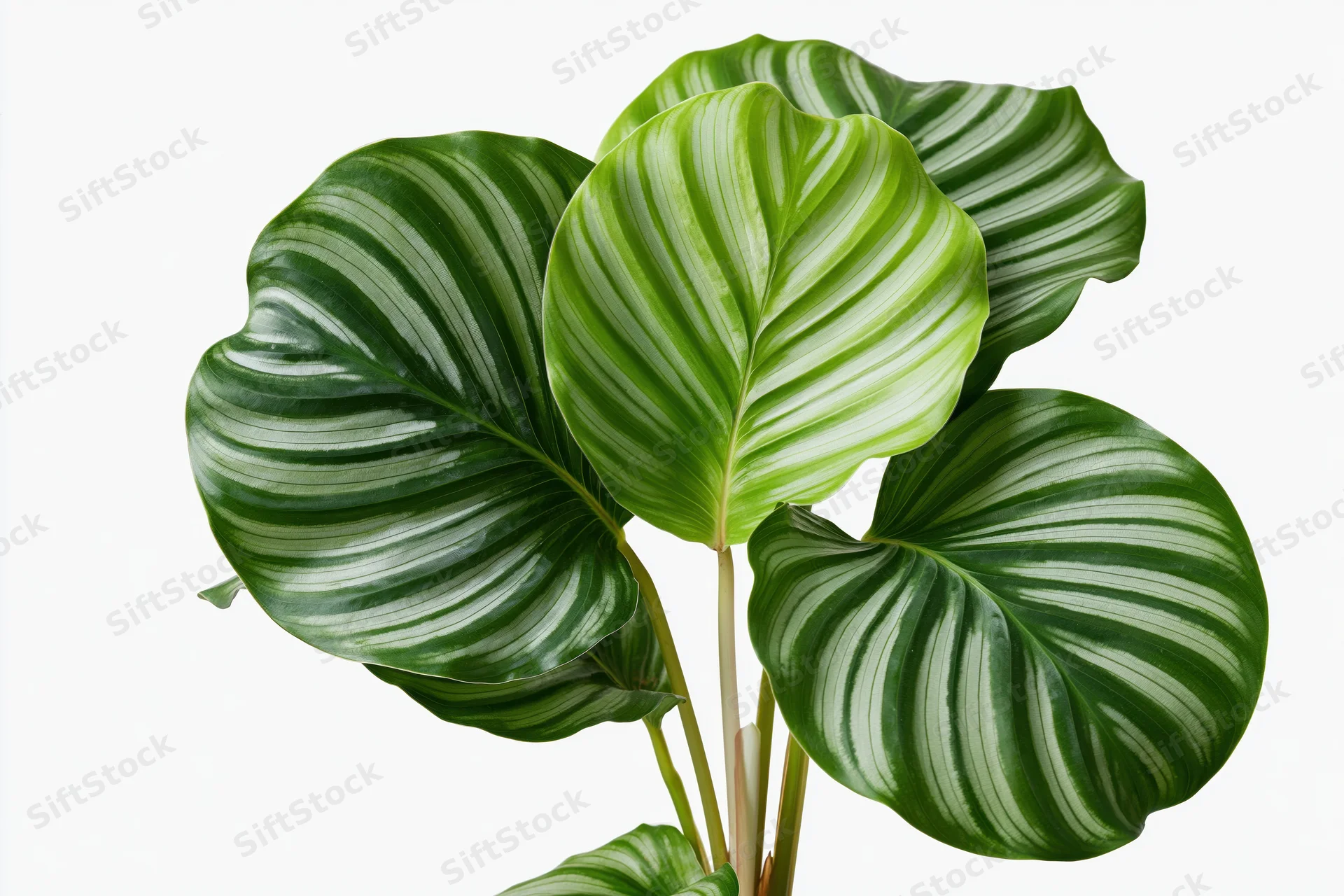 Calathea orbifolia plant with large round striped leaves isolated on white background