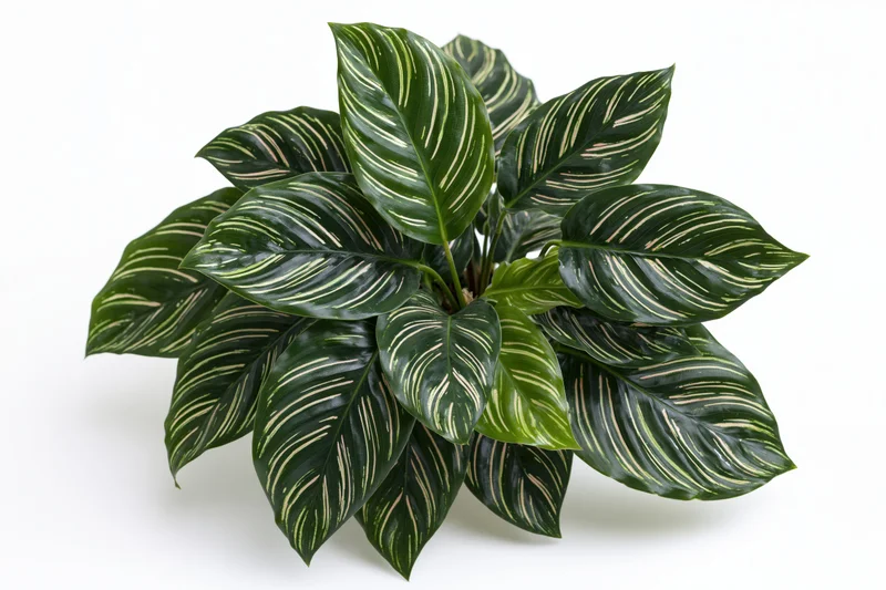 Calathea ornata plant with dark green striped leaves on white background