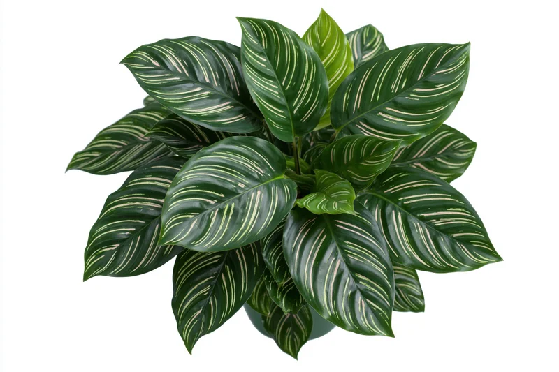Calathea ornata plant with dark green striped leaves isolated on white background