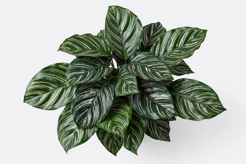 Calathea ornata plant with dark green striped leaves on white background
