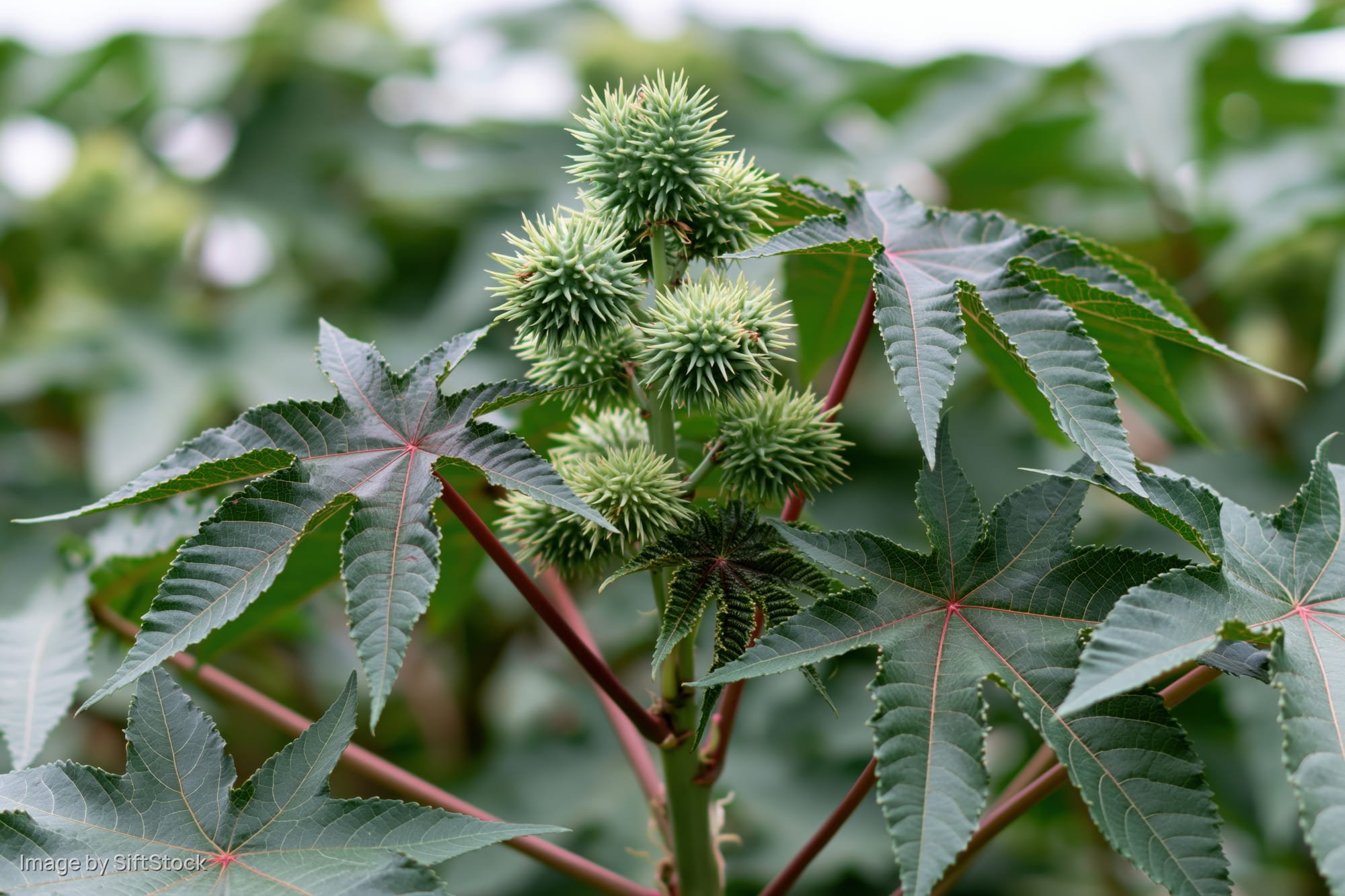 Castor bean plant with spiky green pods and large leaves in a garden setting