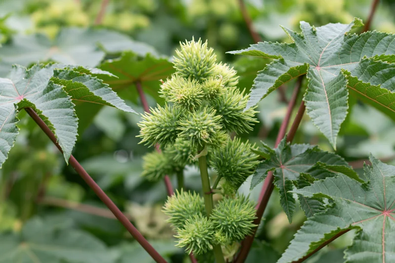 Castor bean plant with spiky seedpods and large green leaves in a garden setting