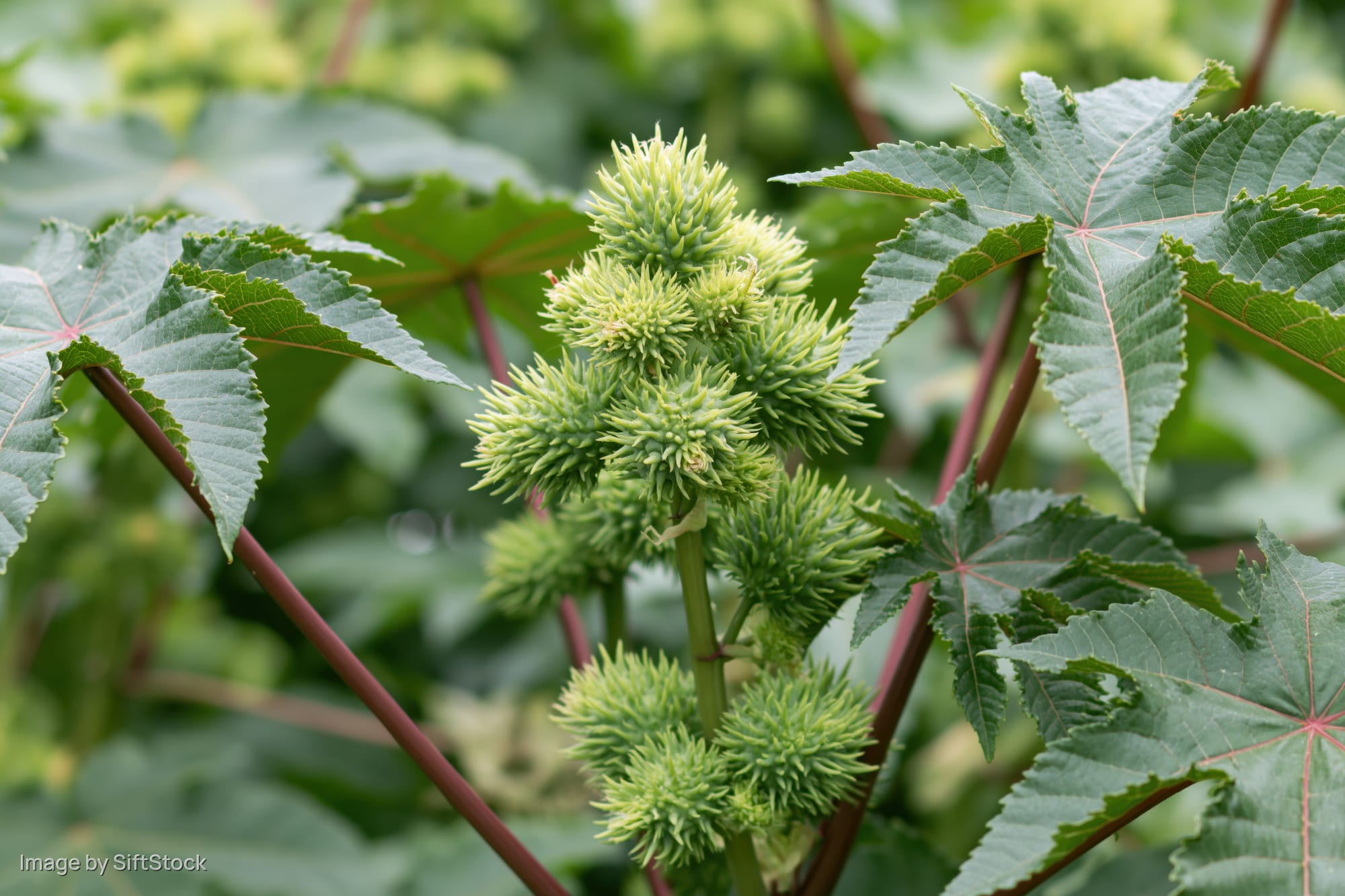 Castor bean plant with spiky seedpods and large green leaves in a garden setting