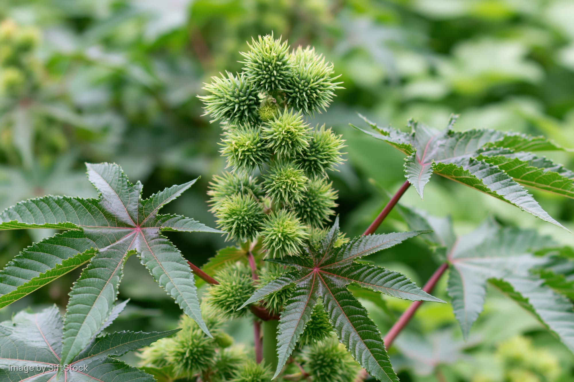 Castor bean plant with spiky seedpods and palmate leaves in a garden setting