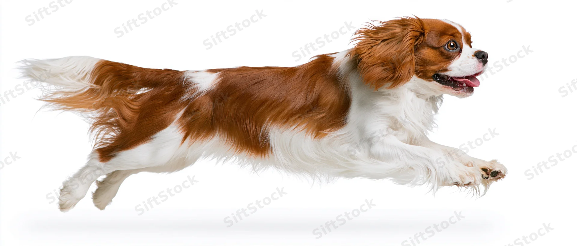 Cavalier king charles spaniel mid-leap with mouth open and tongue out against white background