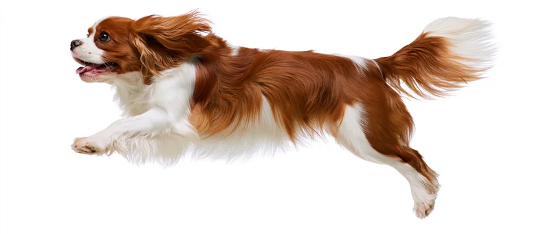 Cavalier king charles spaniel midleap with mouth open and tail raised on white background