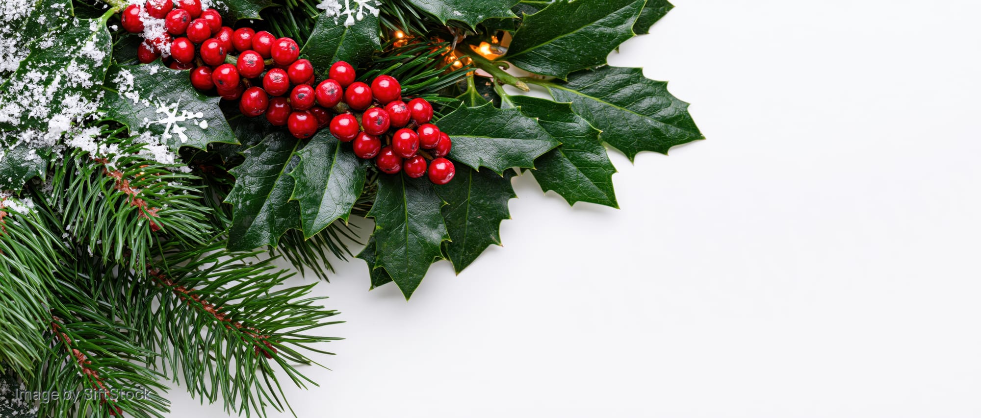 Holly branches with red berries and pine sprigs on white background