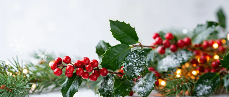 Holly branches with red berries and pine sprigs decorated with snow and warm lights on a white background