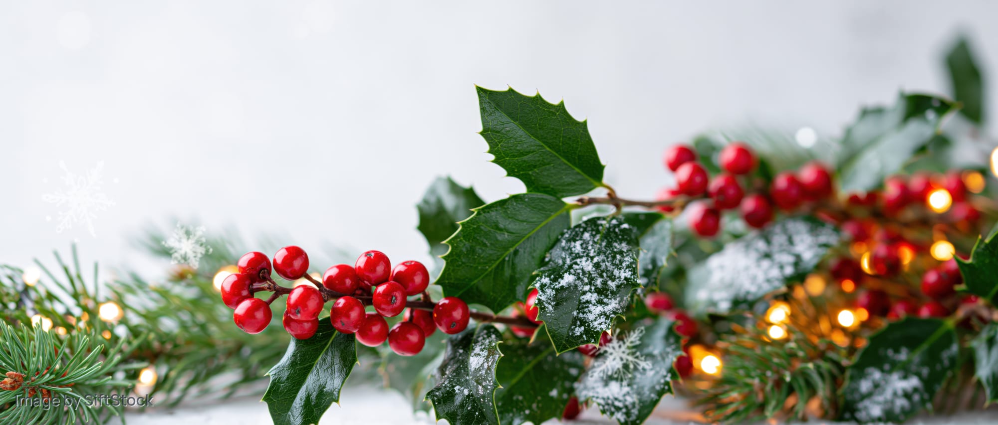Holly branches with red berries and pine sprigs decorated with snow and warm lights on a white background