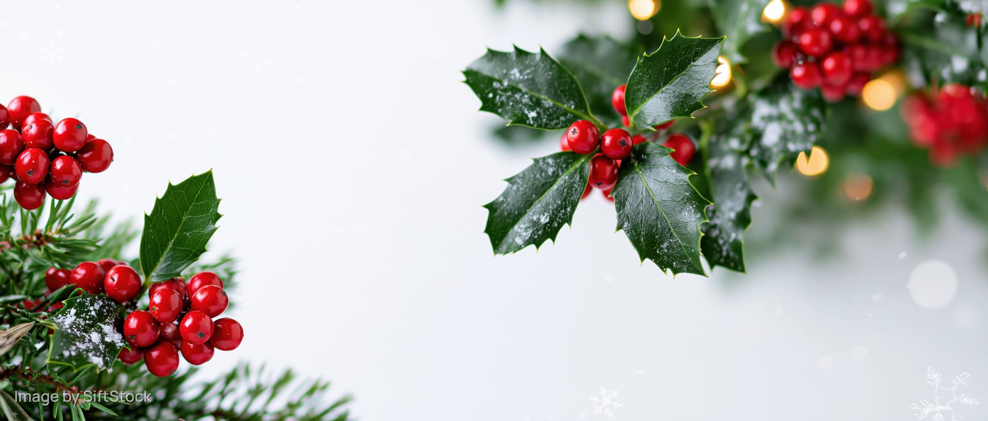 Holly branches with red berries and pine sprigs against a snowy white background with festive lights and snowflakes