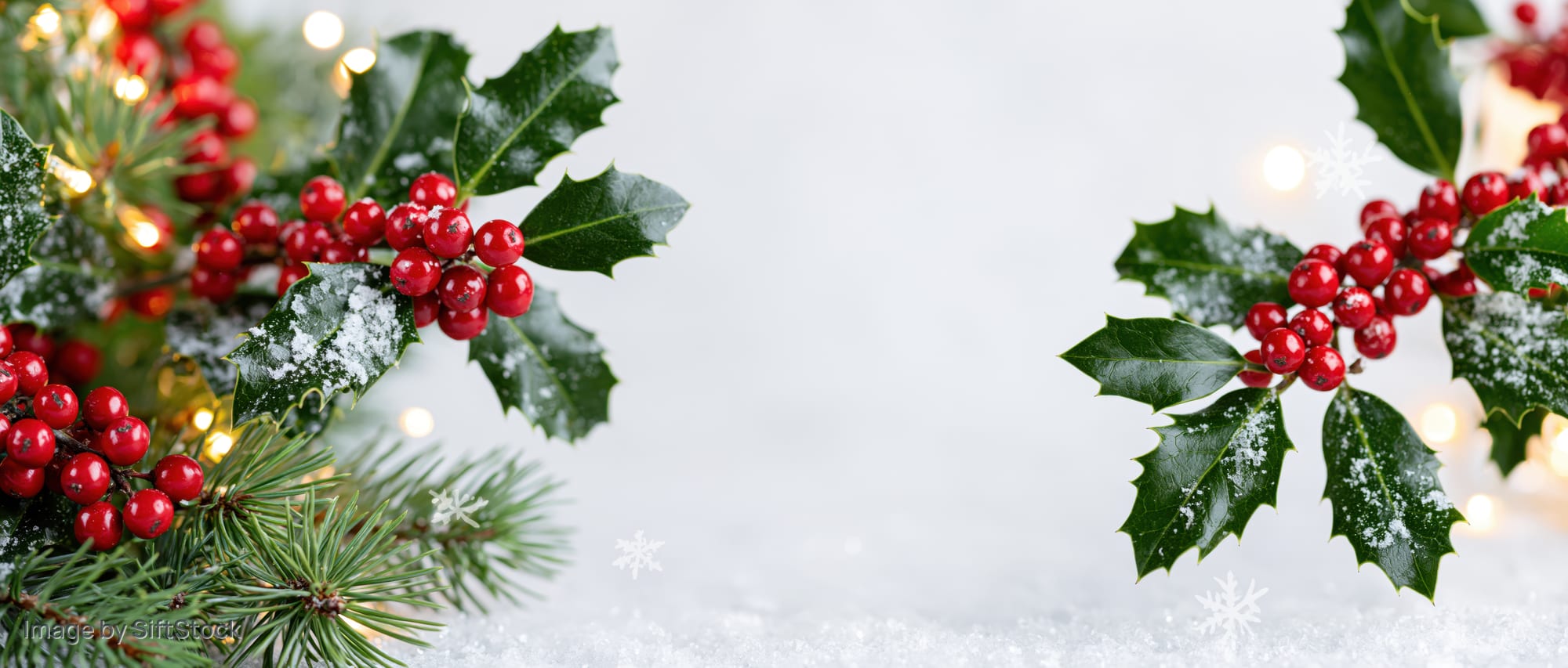 Holly branches with red berries and pine sprigs dusted with snow and warm lights on a white background