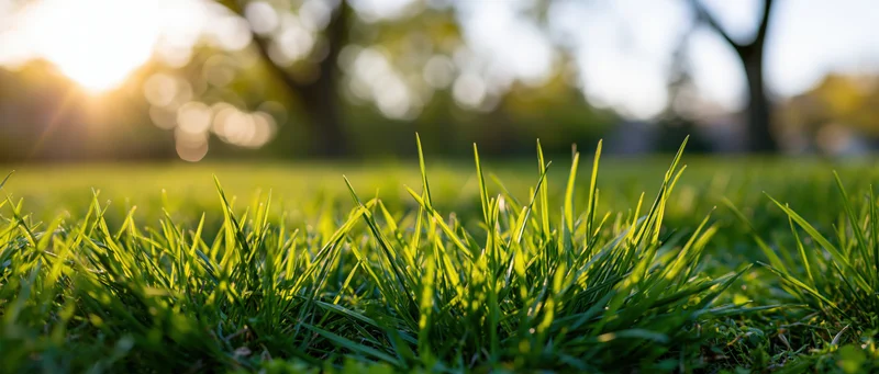 Close-up of fresh green grass blades in a sunlit park lawn at ground level