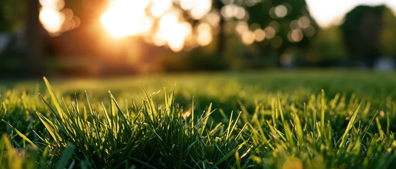 Close-up of green grass blades in a sunlit field at sunrise with blurred trees in the background