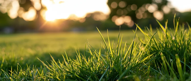 Close-up of green grass blades in a sunlit field at sunrise