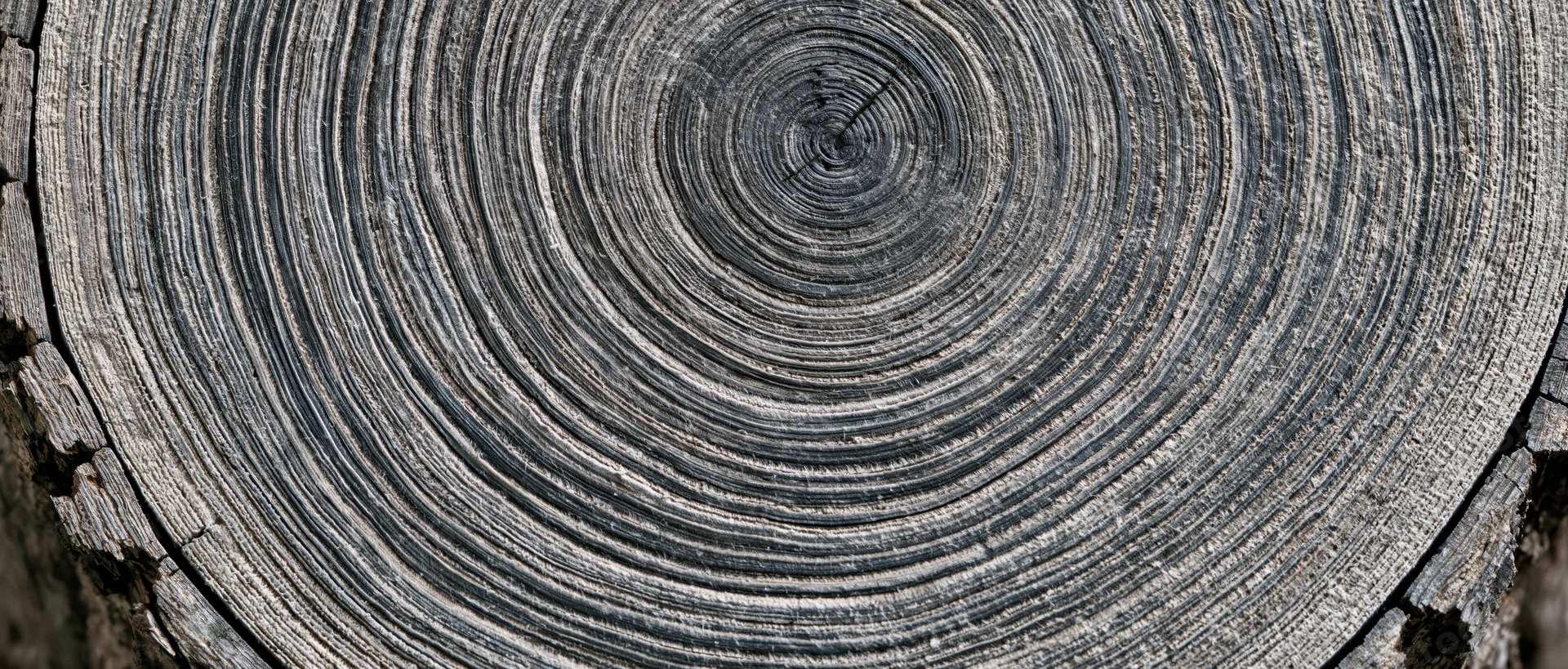 Close-up of a tree trunk cross-section showing concentric growth rings and textured wood surface