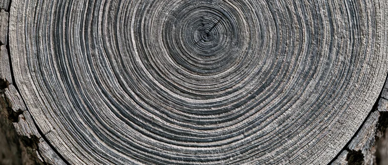 Close-up of a tree trunk cross-section showing concentric growth rings and textured wood surface