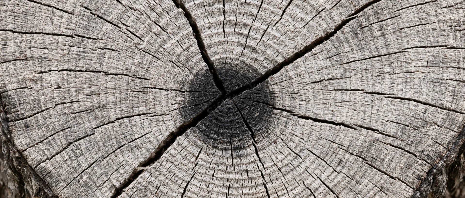 Close-up of a weathered tree trunk cross-section showing growth rings and cracks
