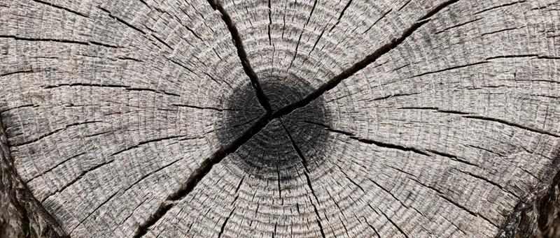 Close-up of a weathered tree trunk cross-section showing growth rings and cracks