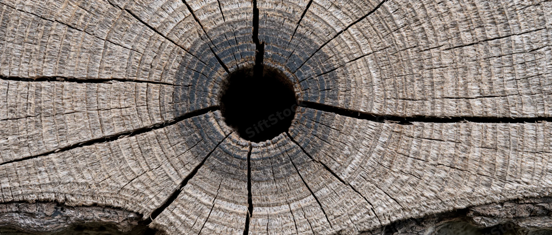 Close-up of a tree trunk cross-section showing growth rings and a central hole
