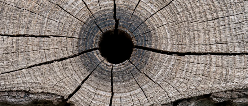 Close-up of a tree trunk cross-section showing growth rings and a central hole