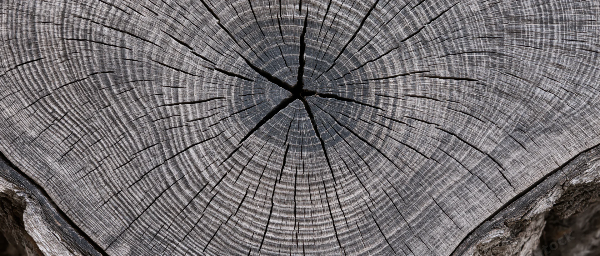 Close-up of a tree trunk cross-section showing growth rings and cracked wood texture