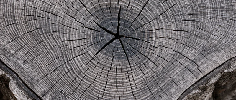 Close-up of a tree trunk cross-section showing growth rings and cracked wood texture